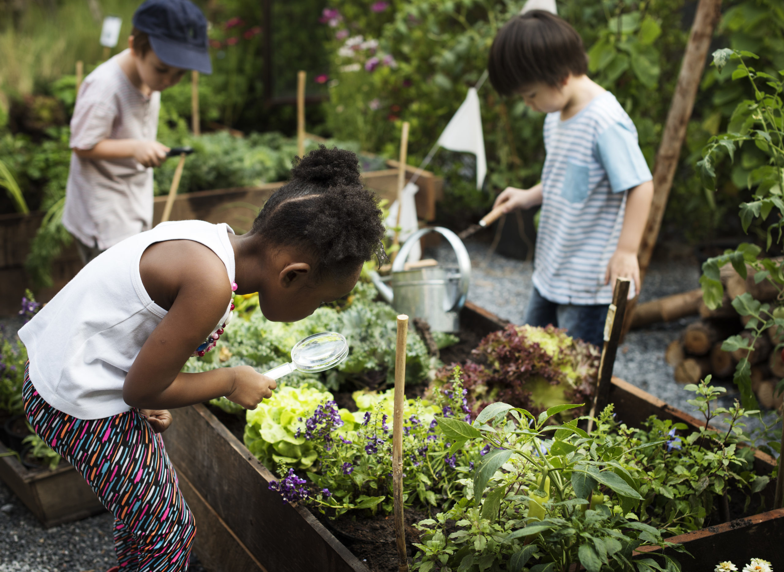Students tend to a shared classroom garden