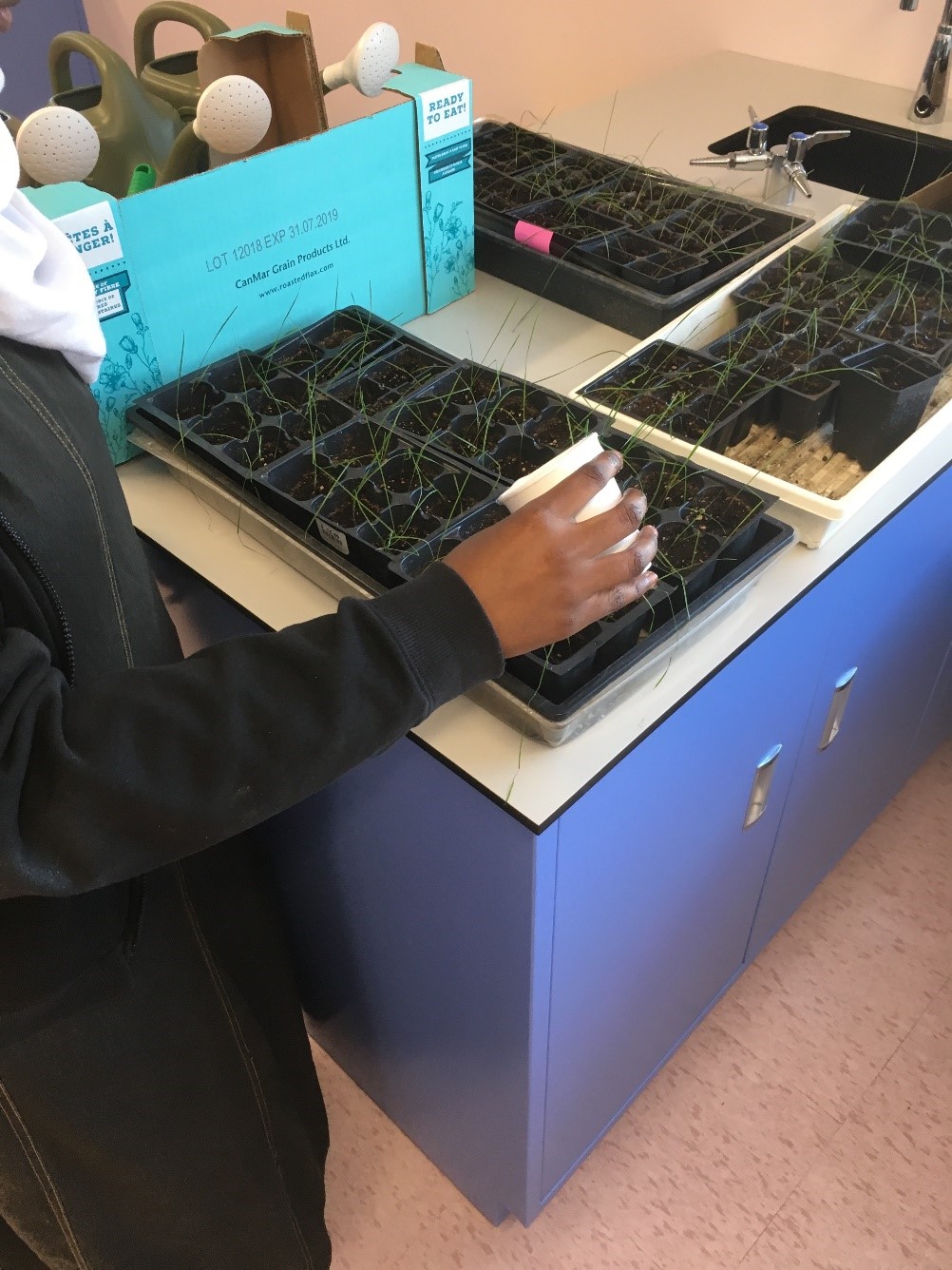 Students in a high school science lab water the seedlings they will plant.